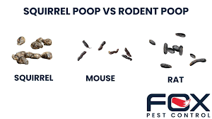 Image result for squirrel poop