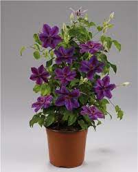 We did not find results for: Pin On Garten