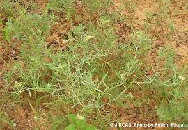 Image result for Limeum