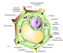 Cell Structure And Functions Class 11 Notes Biology