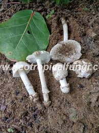 Image result for Aneilema arenicola