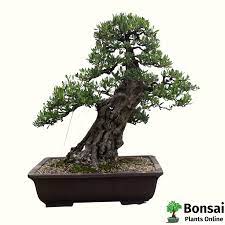 Buy European Olive Bonsai Tree Bonsai Plants Online