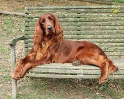 Adopt phoebe on australian shepherd, english setter from www.pinterest.com 71 Irish Setters Ideas Irish Setter Irish Irish Setter Dogs