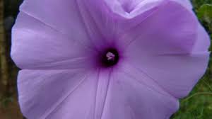 Image result for Ipomoea involucrata