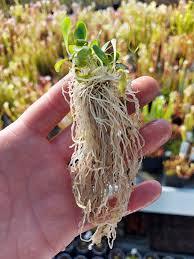 Image result for Genlisea