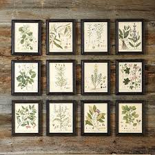 Black And White Botanical Prints Framed Heines Botanical Framed Art Ballard Designs Botanical Prints Botanical Art Prints Art Decor