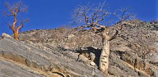 Image result for Plinthus karooicus