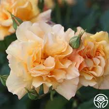 Image result for Autumn Rose 1958 Kelvinator