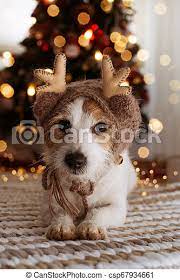 Maybe you would like to learn more about one of these? Jack Russell Dog Under Christmas Tree Lights Wearinga Reindeer Hat Canstock