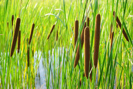 Image result for Typha capensis