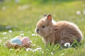 Vezi cand pica pastele in 2021 si cate zile libere sunt. Pastele Catolic 2021 Citeste Toate Articolele Despre Pastele Catolic 2021