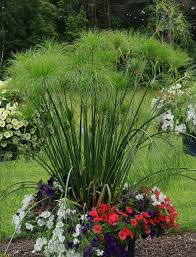 Image result for Cyperus dives