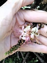 Image result for Schotia capitata