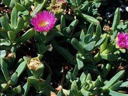 Image result for Carpobrotus