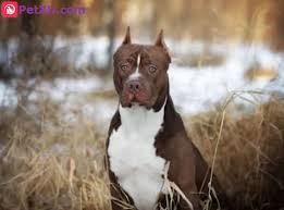 Maybe you would like to learn more about one of these? Different Pitbull Colors Blue Nose Brindle White Red Nose Tricolor And Grey Pitbull Which One Will You Pick Petxu