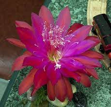 Cactus limon cacti cactus succulents online grafted cactus cactus flower red cactus. Epiphyllum Neon Smile Orchid Cactus Orchids Tropical Plants