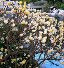 It is most highly prized for its flowers, which appear in clusters on the tips of the bare. Paperbush A Nifty Winter Blooming Shrub Portland Monthly