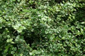 Image result for Malpighia coccigera