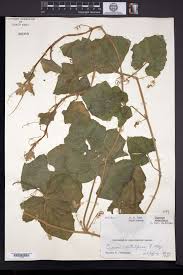 Image result for Cucumis quintanilhae