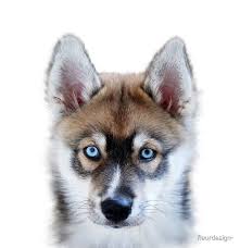 Wolf Dog Siberian Husky Puppy Portrait Millions Of Unique Designs By Independent Artists Find Your Thing In 2020 Puppy Portraits Husky Wolf Dog