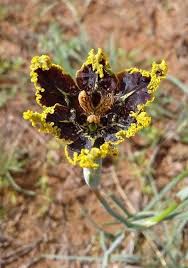 Image result for Ferraria glutinosa