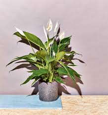 Check spelling or type a new query. 12 House Plants That Are Surprisingly Hard To Kill