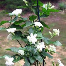 Image result for Jasminum
