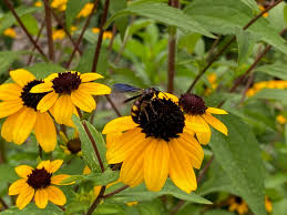 Check spelling or type a new query. Butterfly Gardening Gardening In The Panhandle