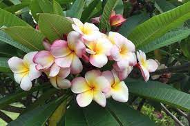 Common Name Frangipani Botanical Name Plumeria Flowering Time July Oct Uk Frangipani Flower Pot Design Plant Gifts