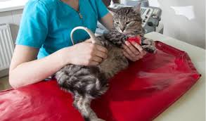 Inflammatory bowel disease (ibd) is very common in cats. Inflammatory Bowel Disease In Cats Petcoach
