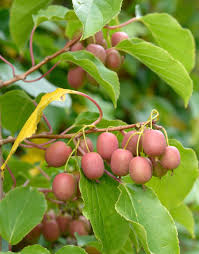 Image result for Actinidia