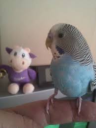 Please Like Casper Mavis Jr At Https Www Facebook Com Photo Php Fbid 541603132606930 Goruntuler Ile Kus Hayvanlar