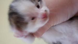 Babykatzen aufziehen bedeutet viel liebe, fürsorge und vor allem verantwortung. Baby Katze Total Die Kleinen Augen Was Konnte Das Sein Tiere Katzen