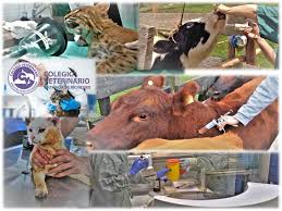 ¿cuando es el día del veterinario? Dia Mundial De La Veterinaria Colegio Veterinario Rio Negro