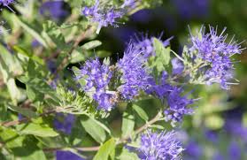 It grows in usda hardiness zones 3 through 9 reaching heights between 3 and 5 feet tall. Top 10 Small Shrubs For Small Spaces Birds And Blooms