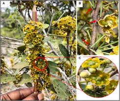 Image result for Salacia kraussii