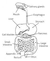 Write the information in the first column. Simple Drawing Of Human Digestive System Novocom Top