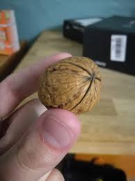 Maybe you would like to learn more about one of these? My Little Poisonous Mutated Walnut Of Death Album On Imgur