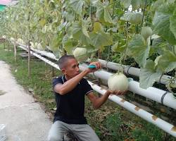 Gambar Melon hidroponik