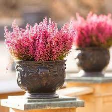 Great Bulbs And Perennials As Companion Plants For Azaleas And Rhododendrons Winter Plants Heath Plant Winter Garden