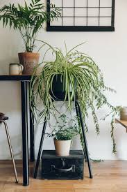 Decoracion Con Plantas De Interior Planta Cintas O Malamadre En 2020 Decoracion Plantas Plantas De Interior Plantas De Salon