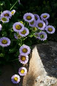 Image result for Erigeron steudelii