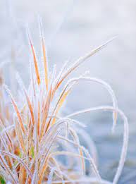 Frosted Grass Morning Photography Photo Projects Nature Photography