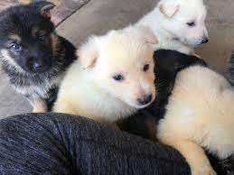 Nobleheim german shepherds is a texas german shepherd breeder located just 65 miles east of the dallas/fort worth area. For Sale Shepherd Country