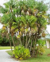 Image result for Acoelorrhaphe wrightii