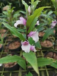 Image result for Brachycorythis