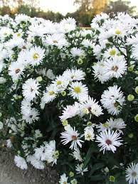 Aster Bonningdale White Bluestone Perennials Perennials Flowers Perennials White Gardens