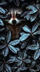 Mapache Fondos De Pantalla Animales Fondos Animales Arte De Mascotas