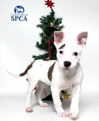 Maybe you would like to learn more about one of these? Charlie Is A 2 Month Old Male White And Brindle Pit Bull Terrier Mix Central California Spca Fresno Ca