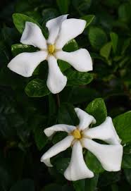 Image result for Gardenia